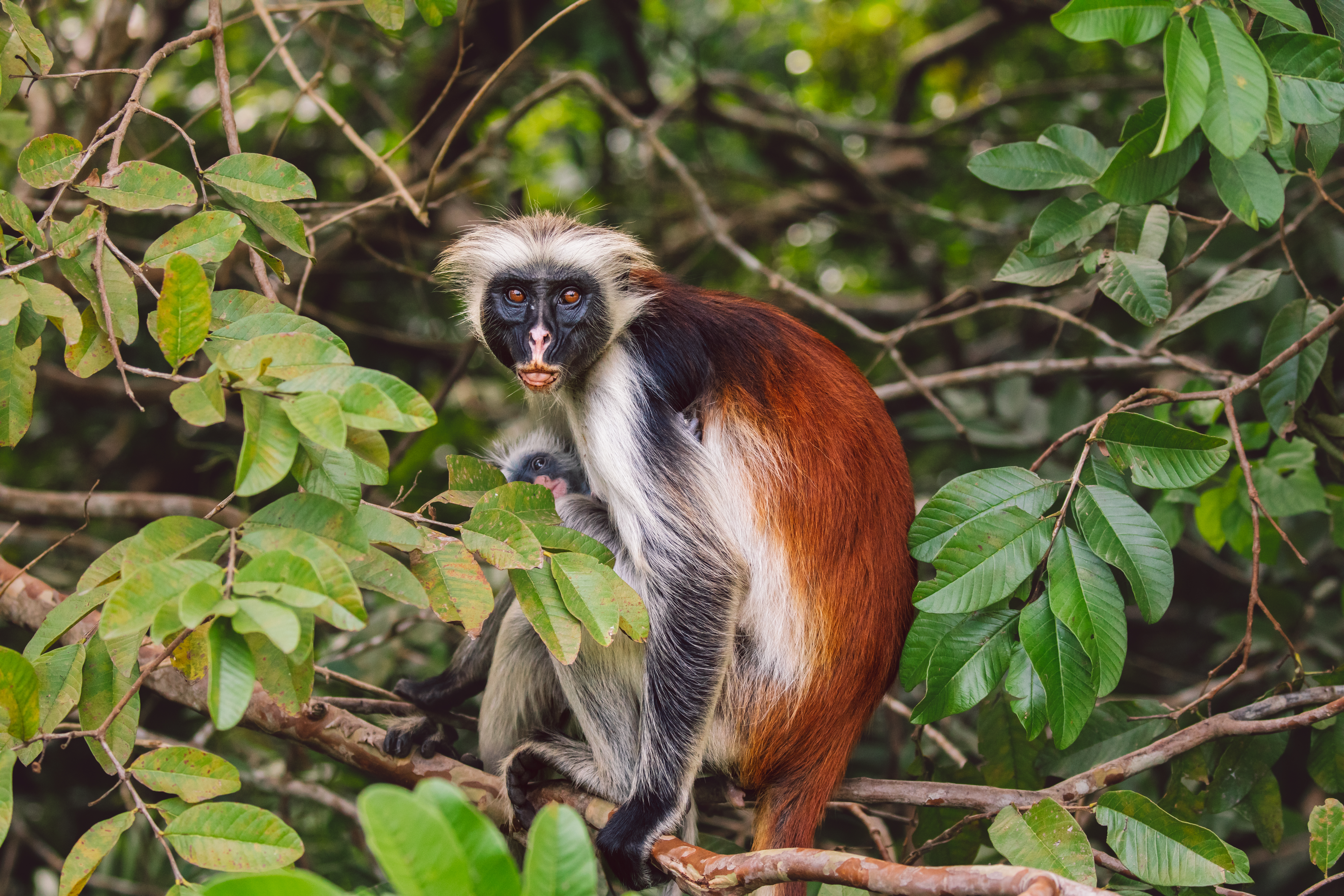 Über das Shangani Hotel